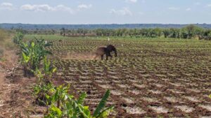 Kenya probes pesticide link after 15 elephants die near Amboseli