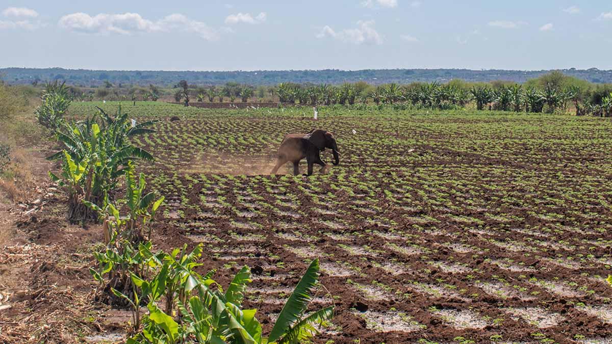 Kenya probes pesticide link after 15 elephants die near Amboseli