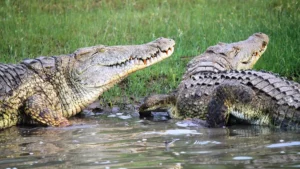 Rising lake waters in Kenya force dangerous crocodiles into homes