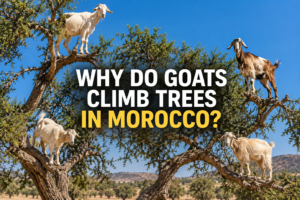 Why do goats climb trees in Morocco?