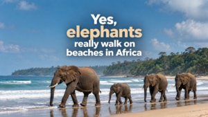 Yes, elephants really walk on beaches in Africa