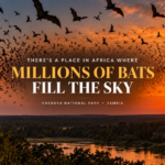 There’s a place in Africa where millions of bats fill the sky