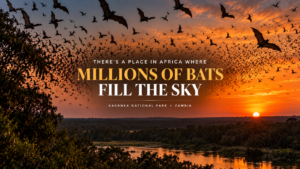 There’s a place in Africa where millions of bats fill the sky