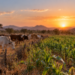Sudan farmers seek protection as drought fuels crop fears in North Darfur