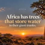 Africa’s baobab trees can store water in their huge trunks