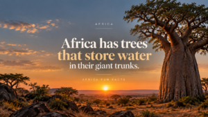 Africa’s baobab trees can store water in their huge trunks
