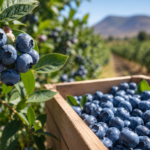 Zimbabwe blueberry farmers seek funds to expand China exports