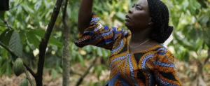 Ivory Coast keeps cocoa price unchanged, disappointing farmers