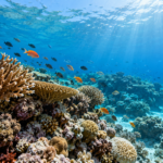 96% of world’s coral reefs face collapse risk, IUCN warns