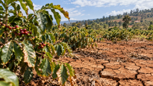 Unpredictable weather takes mental health toll on Kenyan farmers