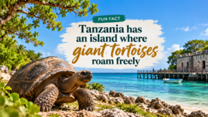 Tanzania has an island where giant tortoises roam freely